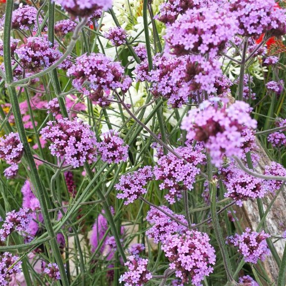 Verbena bonariensis | Farmyard Nurseries