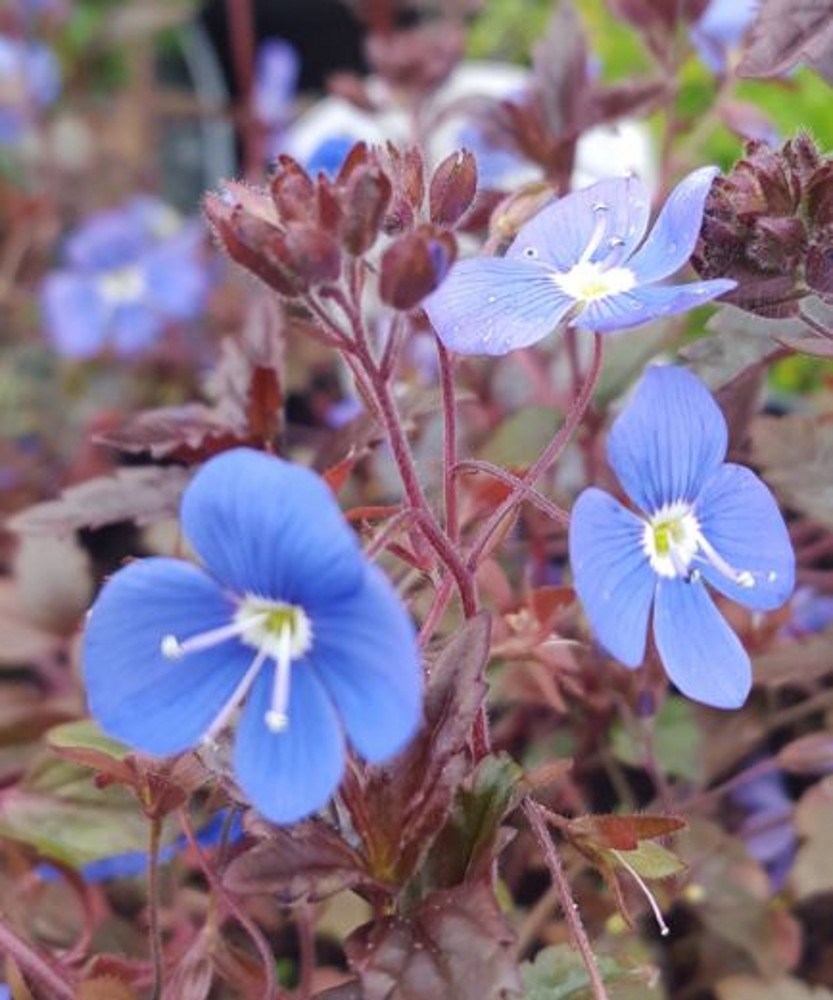 Veronica peduncularis 'Georgia Blue' | Farmyard Nurseries