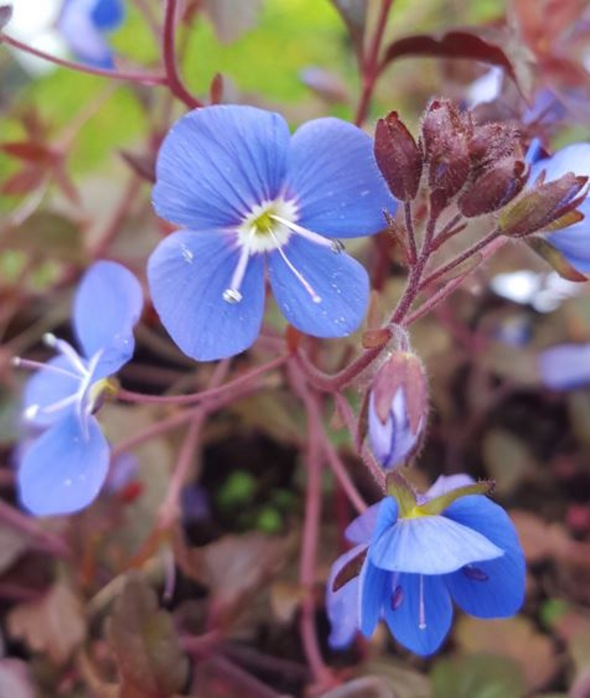 Veronica peduncularis 'Georgia Blue' | Farmyard Nurseries