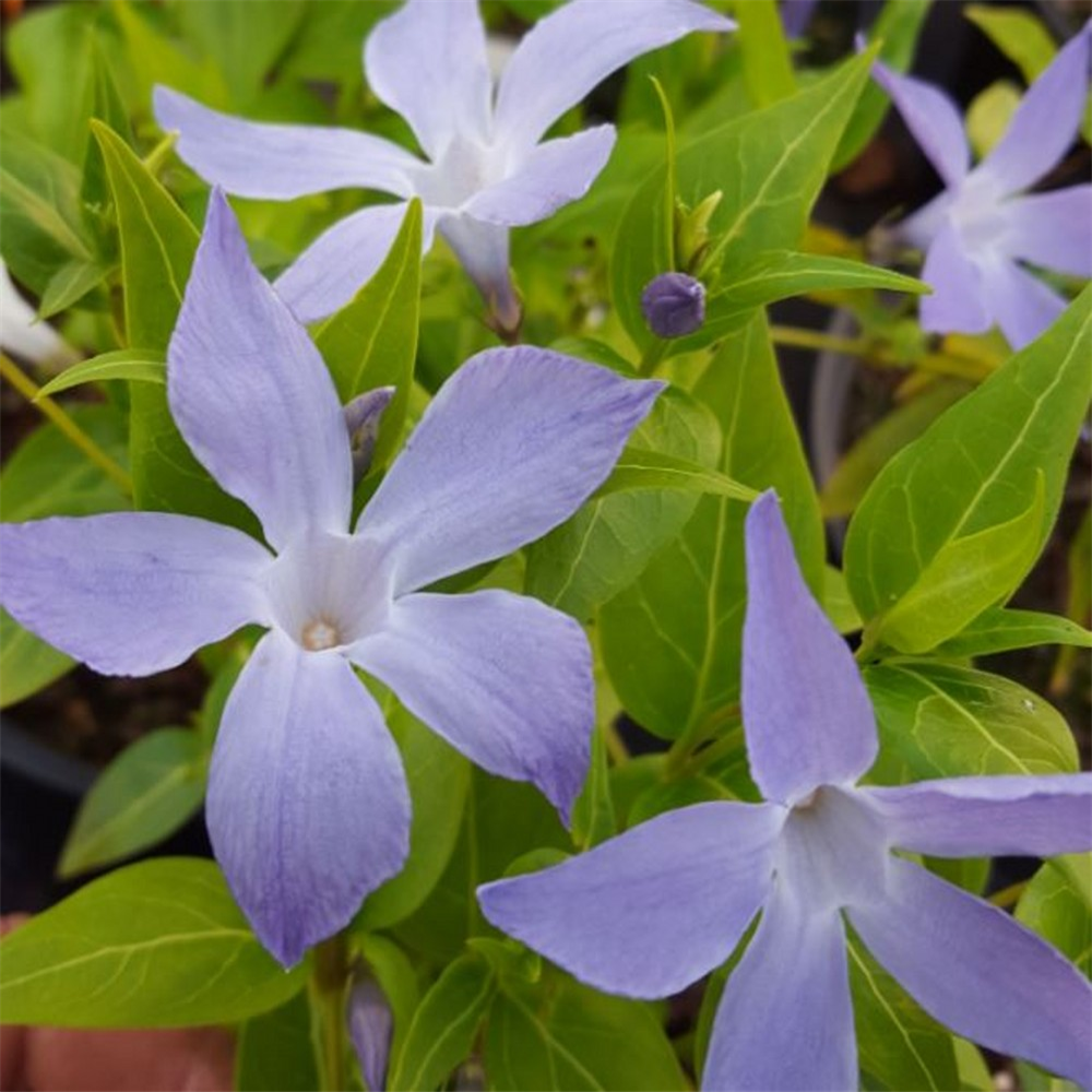 Vinca difformis ssp. sardoa | Farmyard Nurseries