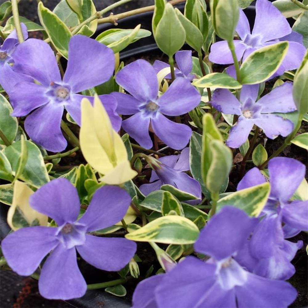 Vinca minor 'Variegata' | Farmyard Nurseries