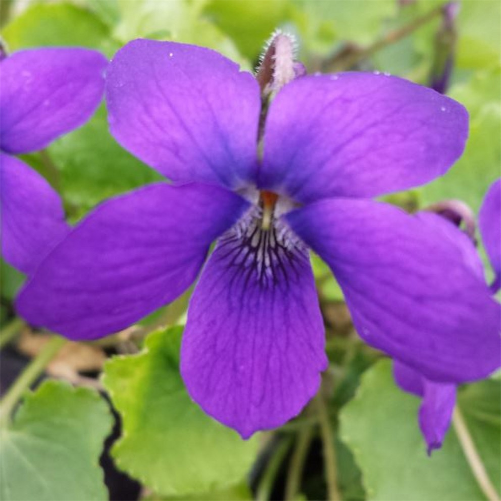 Viola odorata 'Govenor Herrick' | Farmyard Nurseries