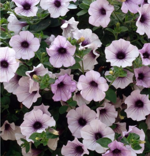 Trailing Petunia Surfinia 'Blue Vein' | Farmyard Nurseries