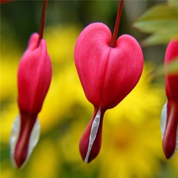 Lamprocapnos (Dicentra) spectabilis 'Ruby Gold' | Farmyard Nurseries