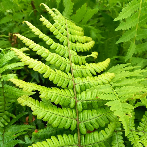 Dryopteris wallichiana 'Jurassic Gold' | Farmyard Nurseries