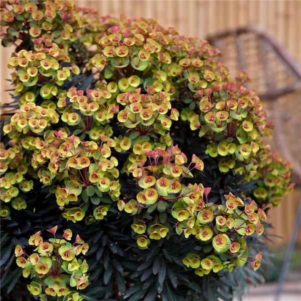 Euphorbia 'Blackbird' | Farmyard Nurseries