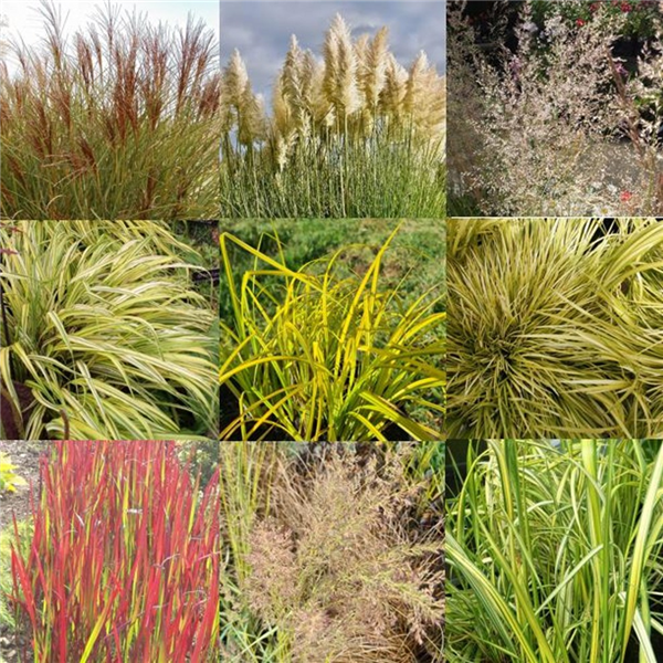 Grasses Collection 6x2L | Farmyard Nurseries