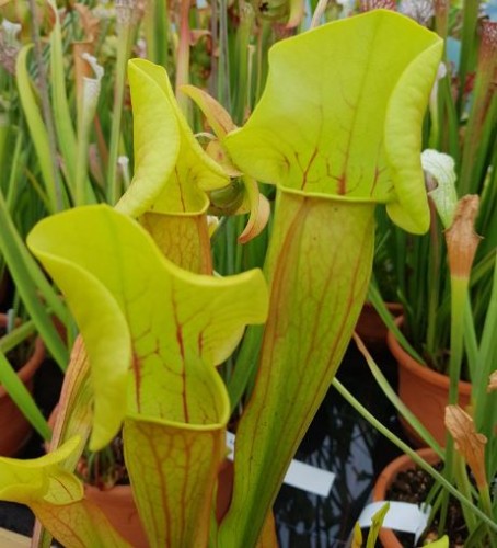 Sarracenia hybrid H 08 catesbyi (flava x purpurea) A. Slack (seed ...