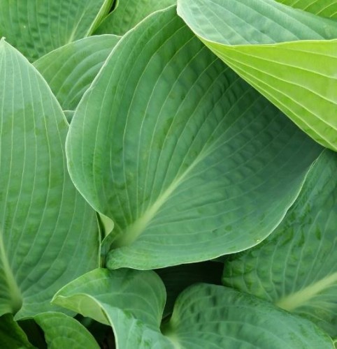 Hosta 'Bressingham Blue' | Farmyard Nurseries