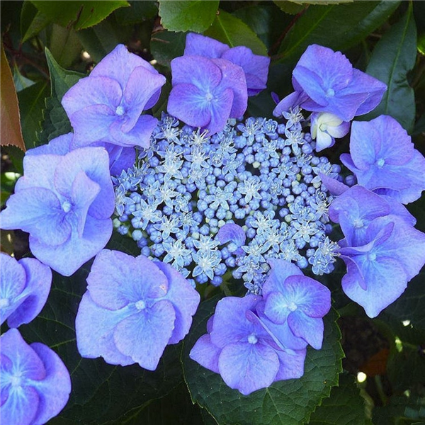 Hydrangea Macrophylla 'blaumeise' 