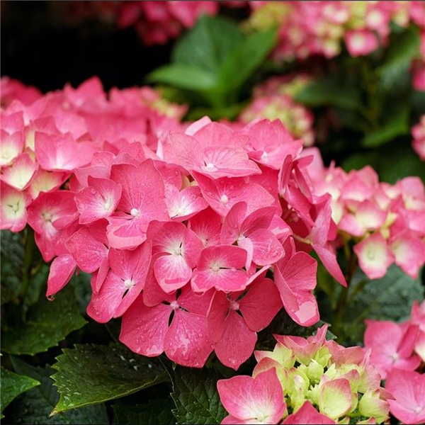 Hydrangea macrophylla 'Freudenstein' | Farmyard Nurseries