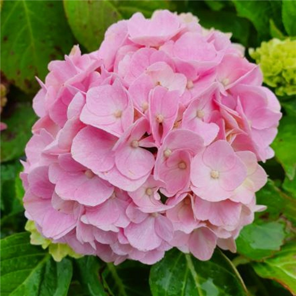 Hydrangea macrophylla 'Magical Canzone' | Farmyard Nurseries