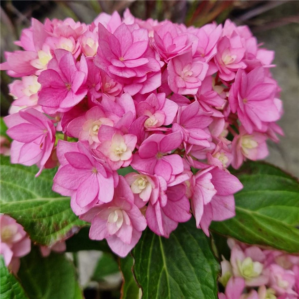 Hydrangea Macrophylla 'romance' 