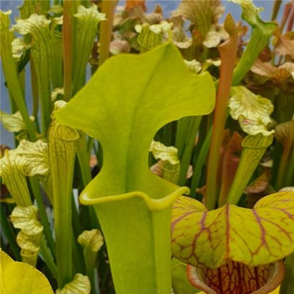 Sarracenia hybrid H 172 Anthro free moorei x flava 'Goldie' (seed ...