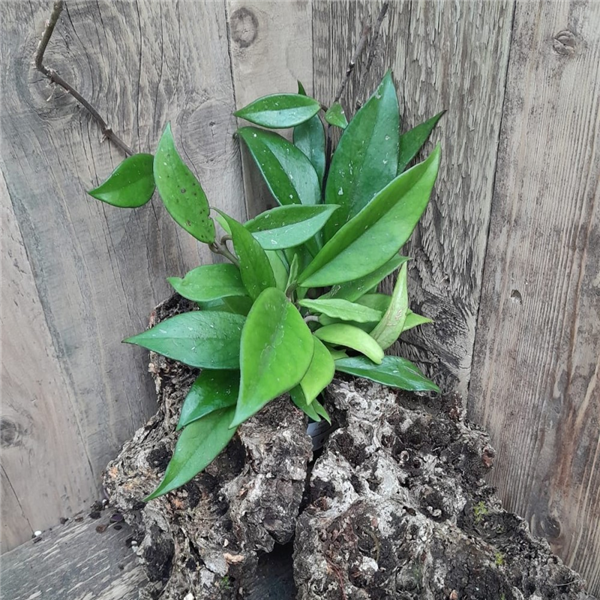 Hoya carnosa | Farmyard Nurseries