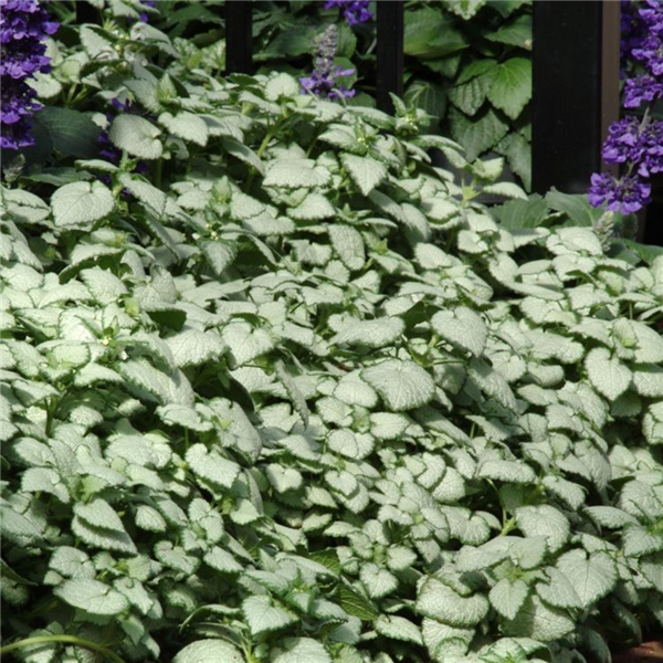 Lamium maculatum 'White Nancy' | Farmyard Nurseries