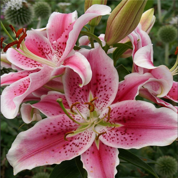 Lilium 'Stargazer' | Farmyard Nurseries