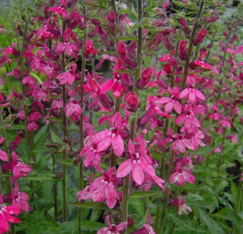 Lobelia 'Pink Elephant' | Farmyard Nurseries