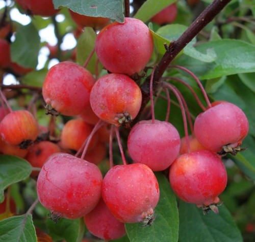 Malus 'Red Jade' | Farmyard Nurseries