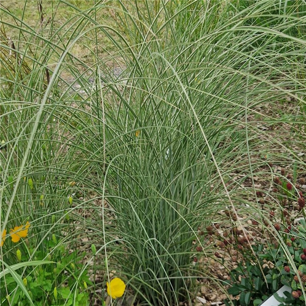 Miscanthus sinensis 'Morning Light' | Farmyard Nurseries