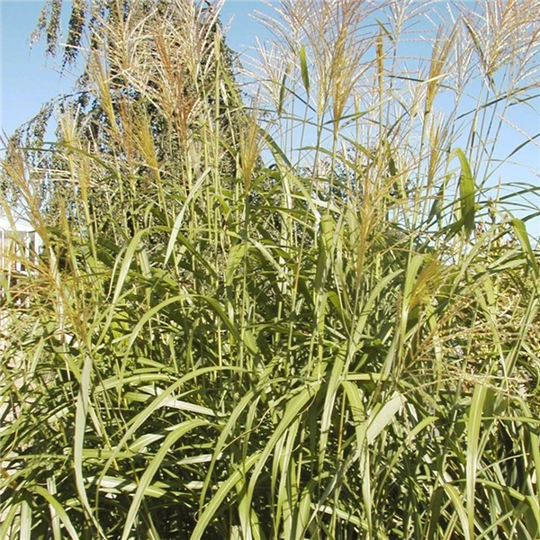 Miscanthus Sacchariflorus 