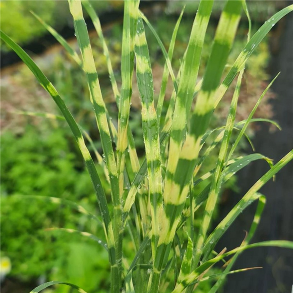 Miscanthus sinensis 'Gold Bar' | Farmyard Nurseries