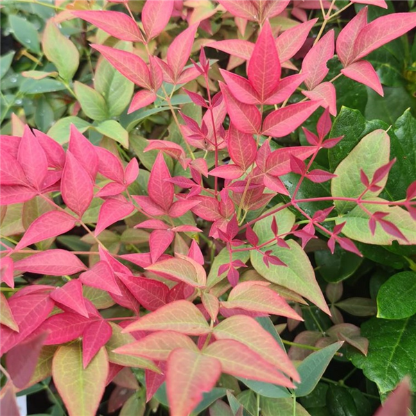 Nandina domestica 'Obsessed' | Farmyard Nurseries