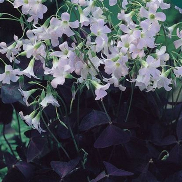 Oxalis triangularis | Farmyard Nurseries