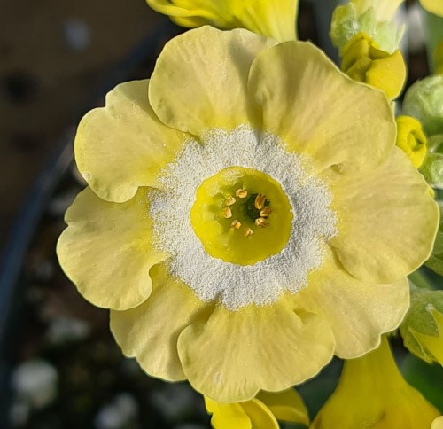 primula auricula lucy locket