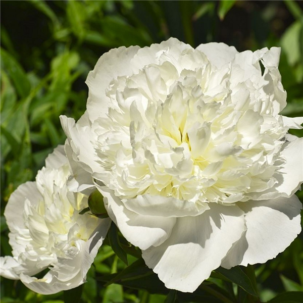 Paeonia 'Duchess de Nemours' | Farmyard Nurseries