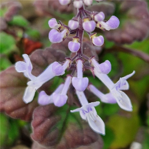 Plectranthus ernstii | Farmyard Nurseries