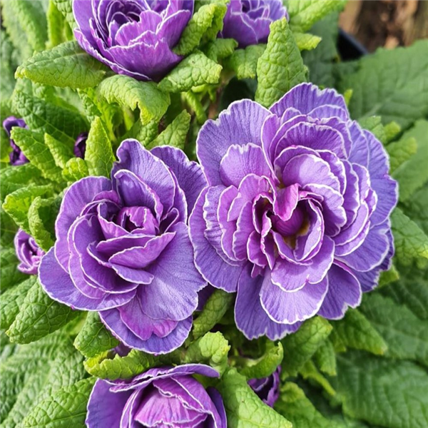 Primula 'Belarina Amethyst Ice' | Farmyard Nurseries