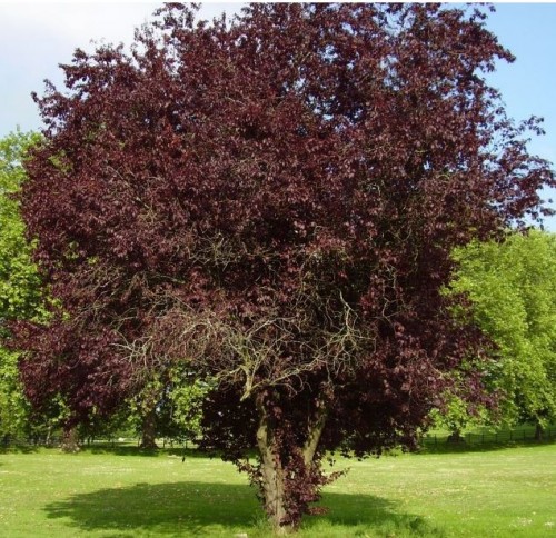 Prunus cerasifera 'Nigra' | Farmyard Nurseries