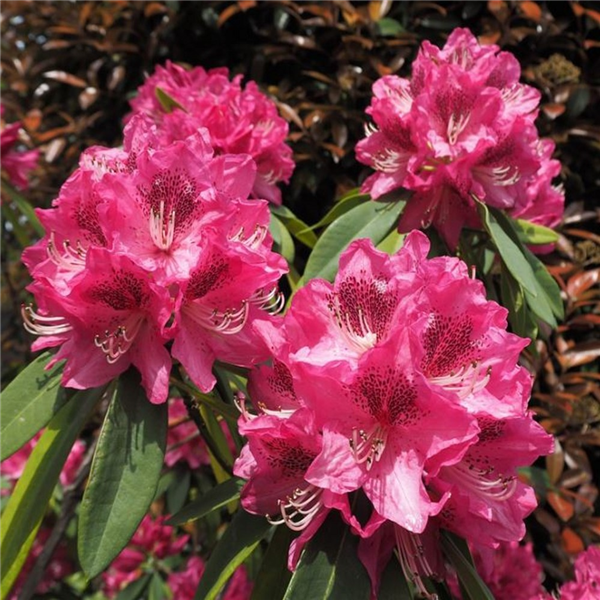 Rhododendron 'Marie Fortie' | Farmyard Nurseries