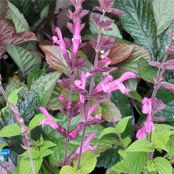 Salvia 'Pink Amistad' | Farmyard Nurseries