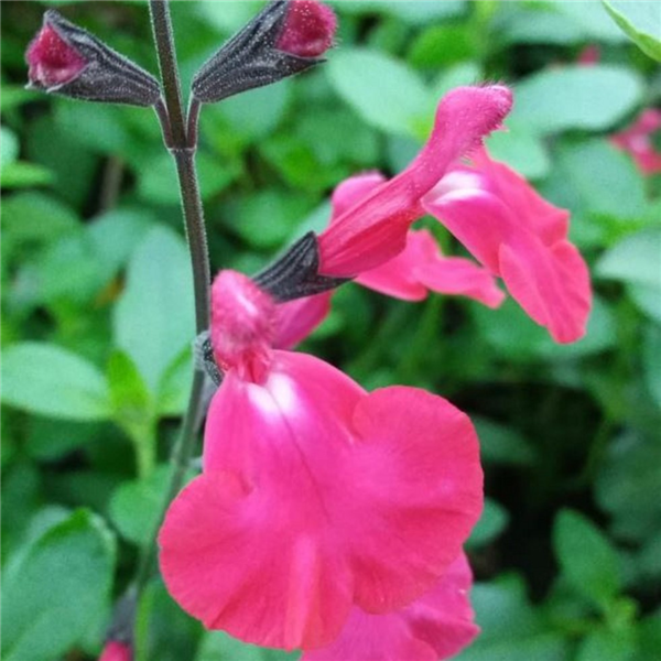 Salvia 'I Cavalieri Del Tau' | Farmyard Nurseries