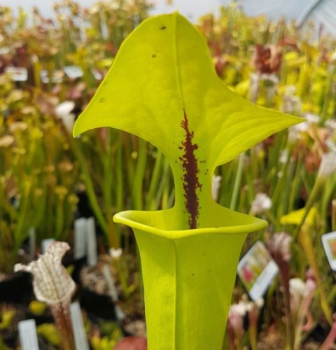 Sarracenia flava F RUG 07 var. rugelii Bullock Gorge (seed) | Farmyard ...