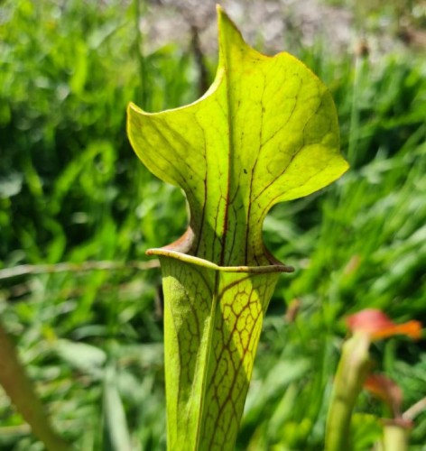 Sarracenia oreophila O 03 Sand Mountain Georgia | Farmyard Nurseries