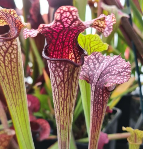 Sarracenia Hybrid H 345 Leucophylla Pubescent Pink X Flava Farmyard Nurseries 