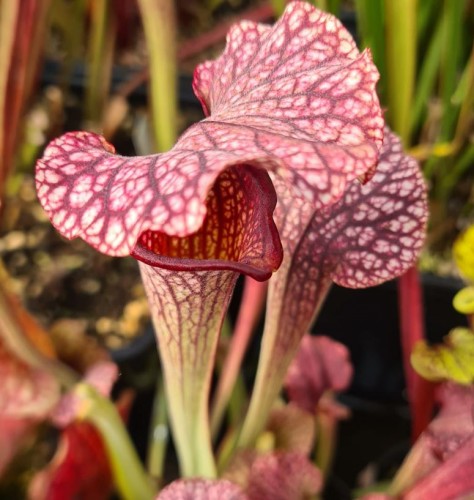 Sarracenia Hybrid H 345 Leucophylla Pubescent Pink X Flava Farmyard Nurseries 