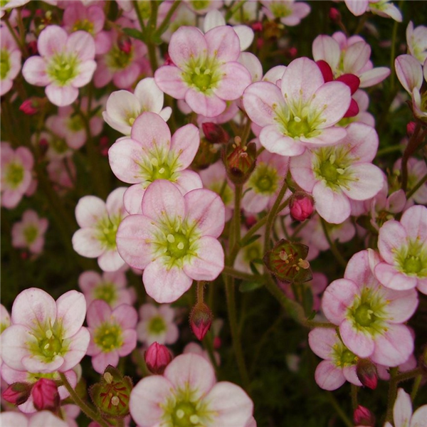 Saxifraga 'Pixie Apple Blossom' | Farmyard Nurseries