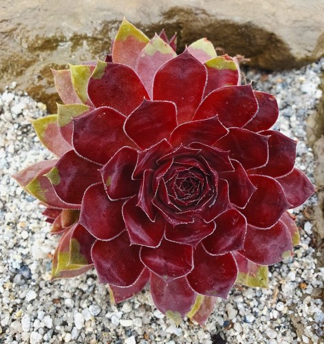 Sempervivum Chick Charm 'Cherry Berry' | Farmyard Nurseries