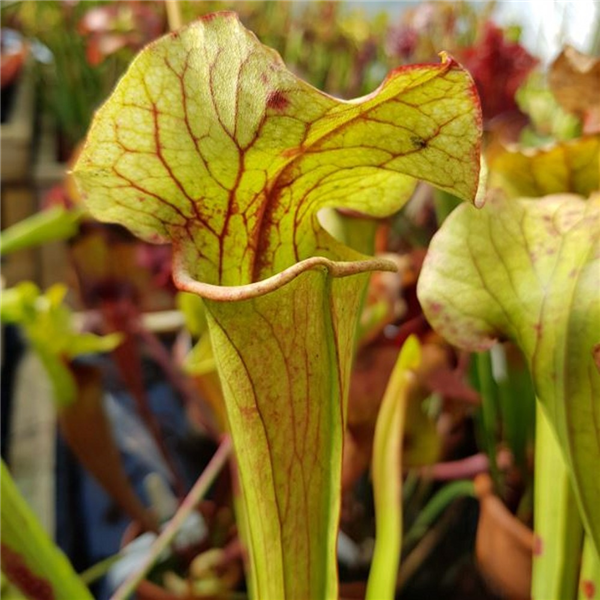 Sarracenia hybrid H 33 moorei x S. catesbyi A. Slack (seed) | Farmyard ...