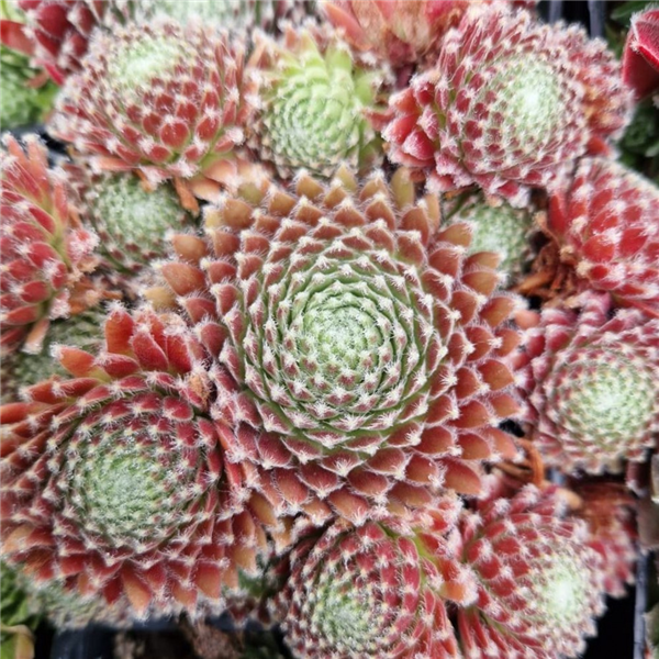 Sempervivum 'Sprite' | Farmyard Nurseries