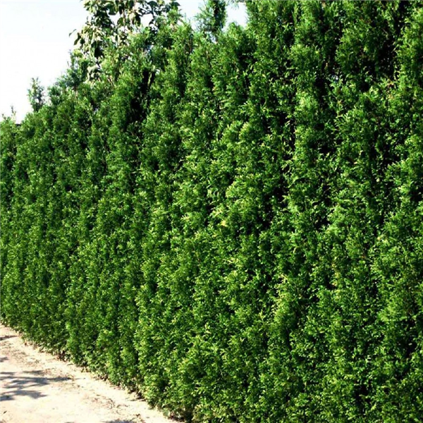 Thuja occidentalis 'Brabant' | Farmyard Nurseries