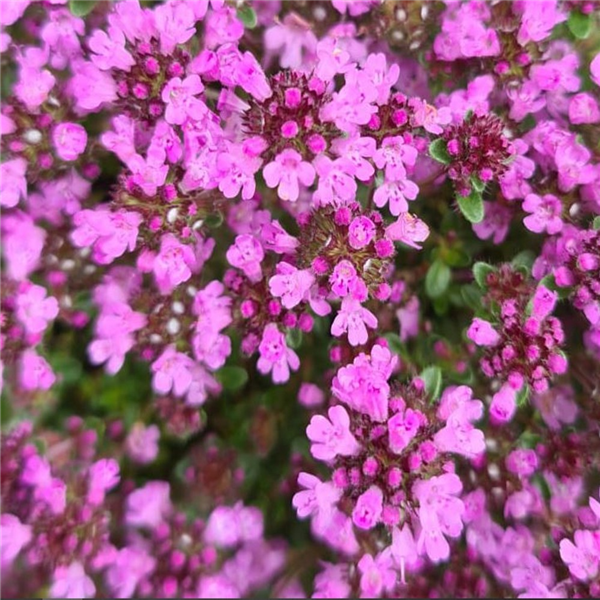 Thymus serpyllum 'Russetings' | Farmyard Nurseries