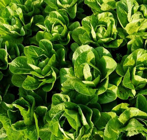 Lettuce Cos 'Little Gem' approx. 8 per strip | Farmyard Nurseries