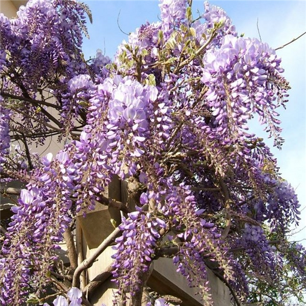 Wisteria sinensis 'Prolific' Farmyard Nurseries