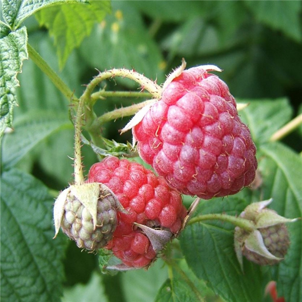 Raspberry 'Autumn Bliss' | Farmyard Nurseries