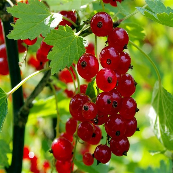 Redcurrant 'Jonkheer van Tets' | Farmyard Nurseries